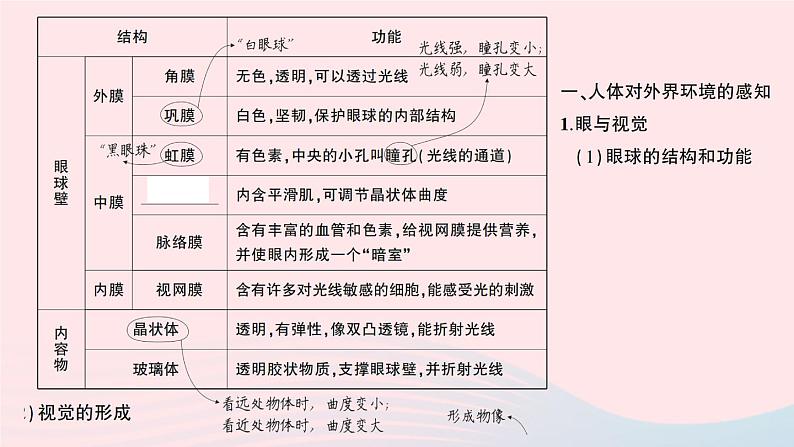 2023七年级生物下册第四单元生物圈中的人第六章人体生命活动的调节重点题型突破作业课件新版新人教版02