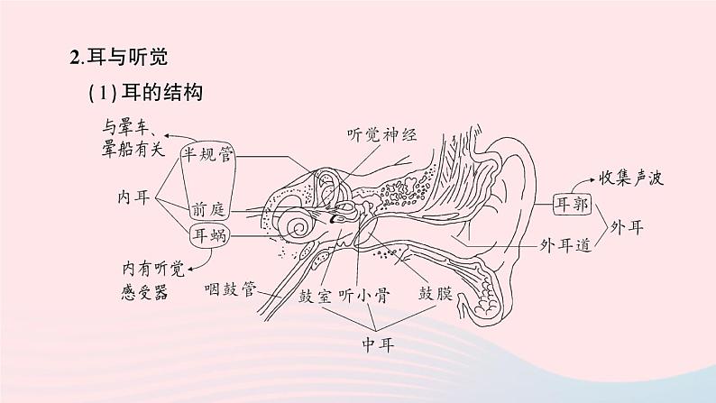 2023七年级生物下册第四单元生物圈中的人第六章人体生命活动的调节重点题型突破作业课件新版新人教版04