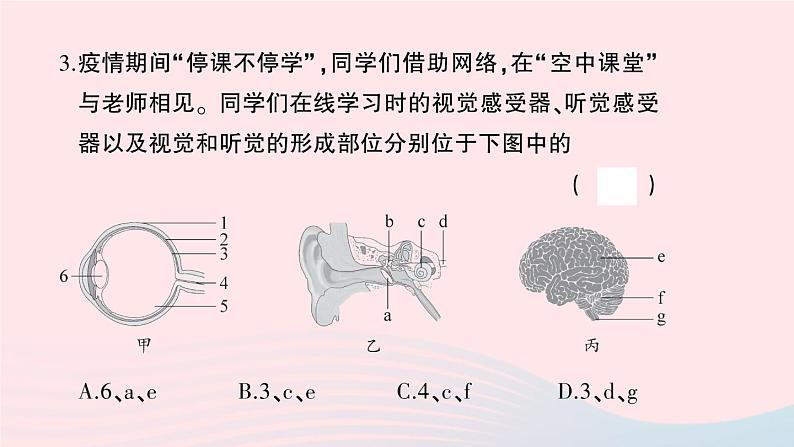 2023七年级生物下册第四单元生物圈中的人第六七章综合训练作业课件新版新人教版04