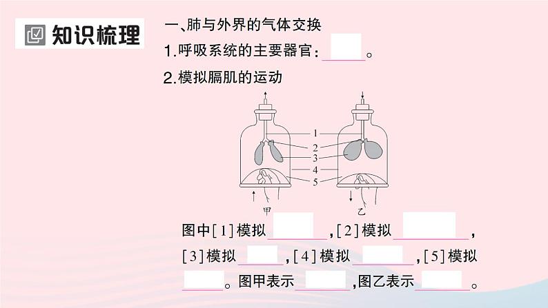 2023七年级生物下册第四单元生物圈中的人第三章人体的呼吸第二节发生在肺内的气体交换作业课件新版新人教版02