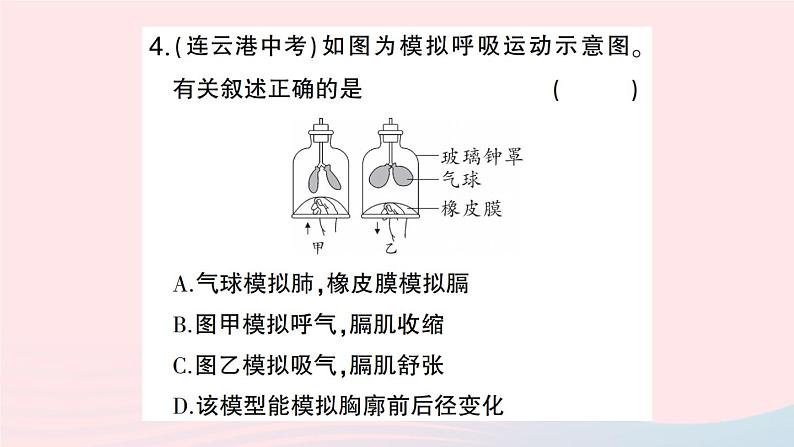 2023七年级生物下册第四单元生物圈中的人第三章人体的呼吸第二节发生在肺内的气体交换作业课件新版新人教版08