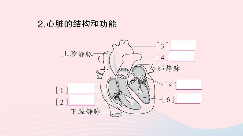 2023七年级生物下册第四单元生物圈中的人第四章人体内物质的运输第三节输送血液的泵___心脏第一课时心脏的结构和功能作业课件新版新人教版第3页