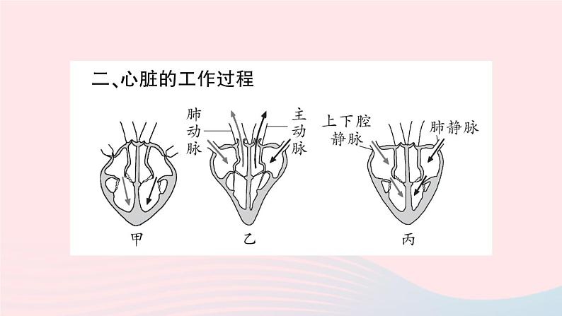 2023七年级生物下册第四单元生物圈中的人第四章人体内物质的运输第三节输送血液的泵___心脏第一课时心脏的结构和功能作业课件新版新人教版第5页