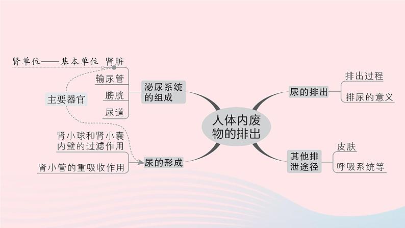 2023七年级生物下册第四单元生物圈中的人第四五章总结训练作业课件新版新人教版03