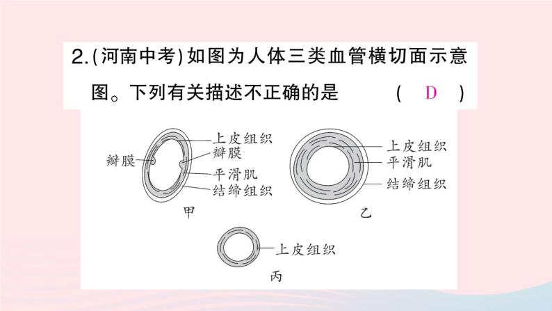 2023七年级生物下册第四单元生物圈中的人第四五章总结训练作业课件新版新人教版07