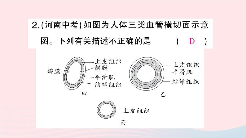 2023七年级生物下册第四单元生物圈中的人第四五章总结训练作业课件新版新人教版07