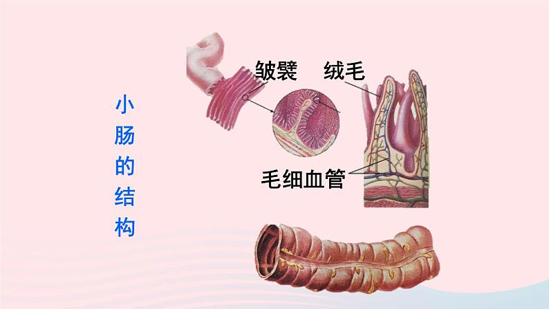 2023七年级生物下册第四单元生物圈中的人第二章人体的营养第二节消化和吸收第二课时营养物质的吸收上课课件新版新人教版04