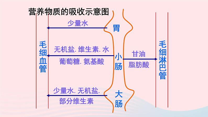 2023七年级生物下册第四单元生物圈中的人第二章人体的营养第二节消化和吸收第二课时营养物质的吸收上课课件新版新人教版08