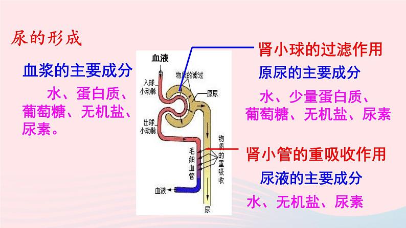 2023七年级生物下册第四单元生物圈中的人第五章人体内废物的排出第二课时尿的形成和排出上课课件新版新人教版06