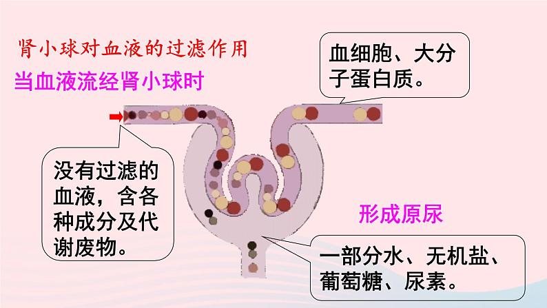 2023七年级生物下册第四单元生物圈中的人第五章人体内废物的排出第二课时尿的形成和排出上课课件新版新人教版07