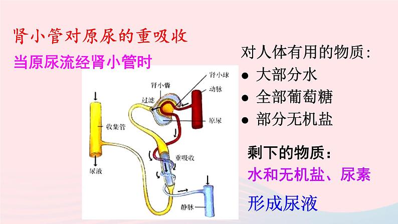 2023七年级生物下册第四单元生物圈中的人第五章人体内废物的排出第二课时尿的形成和排出上课课件新版新人教版08