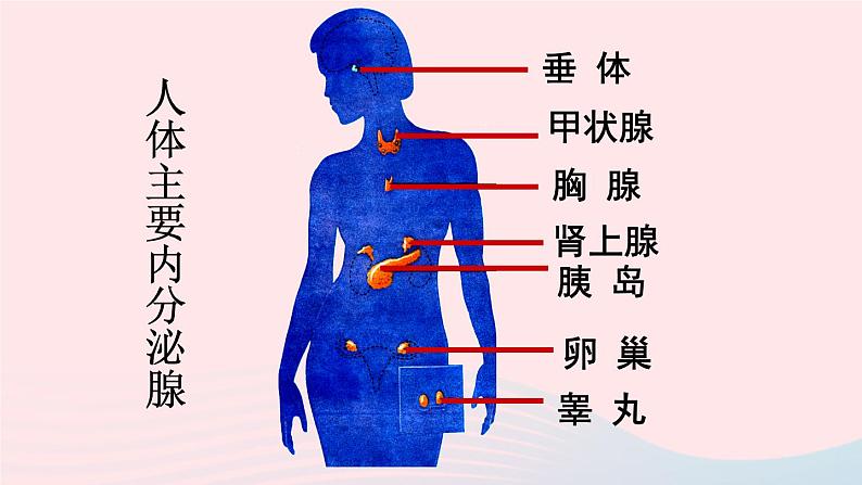 2023七年级生物下册第四单元生物圈中的人第六章人体生命活动的调节第四节激素调节上课课件新版新人教版06