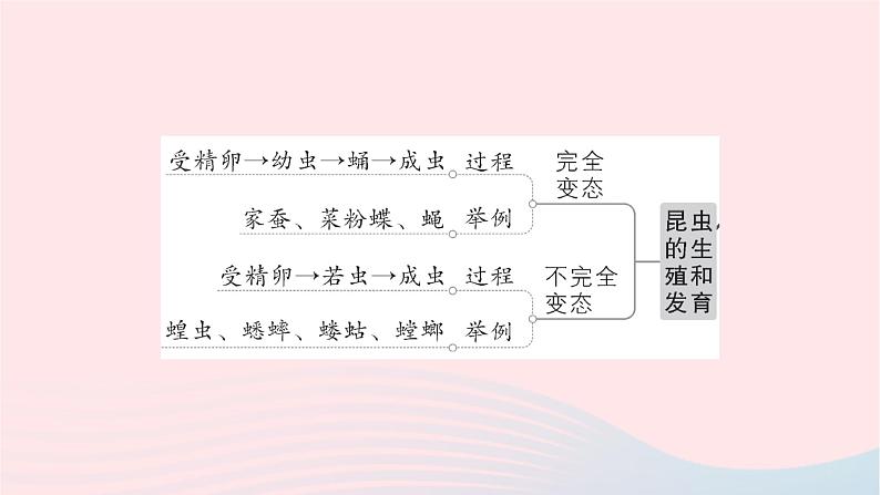 2023八年级生物下册第七单元生物圈中生命的延续和发展第一章生物的生殖和发育总结训练作业课件新版新人教版05