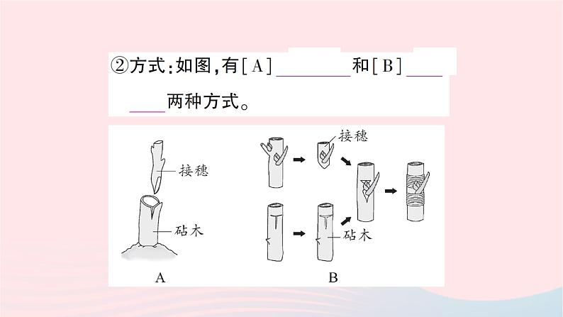 2023八年级生物下册第七单元生物圈中生命的延续和发展第一章生物的生殖和发育第一节植物的生殖第二课时无性生殖的应用作业课件新版新人教版第6页