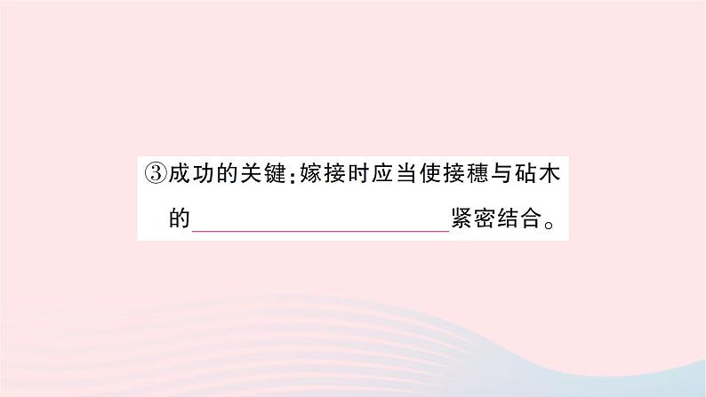 2023八年级生物下册第七单元生物圈中生命的延续和发展第一章生物的生殖和发育第一节植物的生殖第二课时无性生殖的应用作业课件新版新人教版第7页