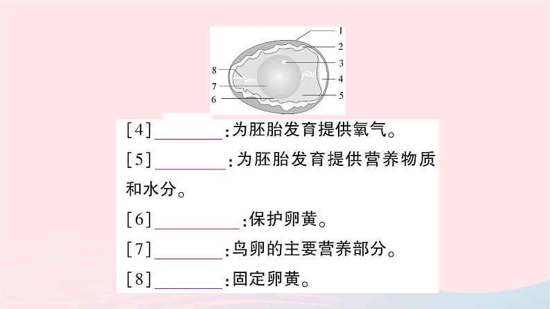 2023八年级生物下册第七单元生物圈中生命的延续和发展第一章生物的生殖和发育第四节鸟的生殖和发育作业课件新版新人教版03