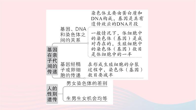 2023八年级生物下册第七单元生物圈中生命的延续和发展第二章生物的遗传与变异总结训练作业课件新版新人教版03