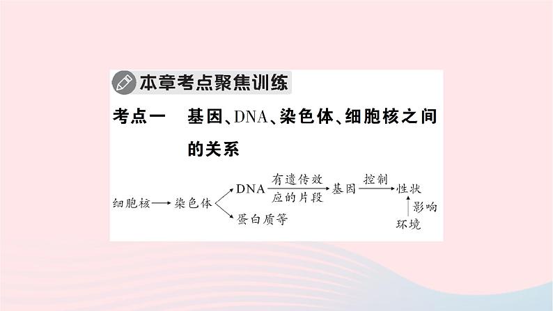 2023八年级生物下册第七单元生物圈中生命的延续和发展第二章生物的遗传与变异总结训练作业课件新版新人教版06