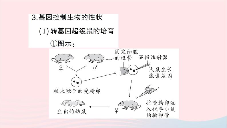 2023八年级生物下册第七单元生物圈中生命的延续和发展第二章生物的遗传与变异第一节基因控制生物的性状作业课件新版新人教版03