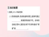 2023八年级生物下册第七单元生物圈中生命的延续和发展第二章生物的遗传与变异第二节基因在亲子代间的传递作业课件新版新人教版