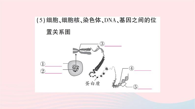 2023八年级生物下册第七单元生物圈中生命的延续和发展第二章生物的遗传与变异第二节基因在亲子代间的传递作业课件新版新人教版第4页