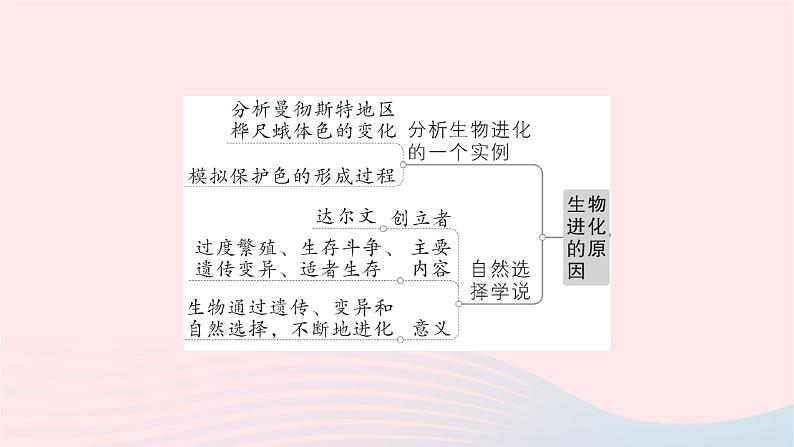 2023八年级生物下册第七单元生物圈中生命的延续和发展第三章生命起源和生物进化总结训练作业课件新版新人教版第3页