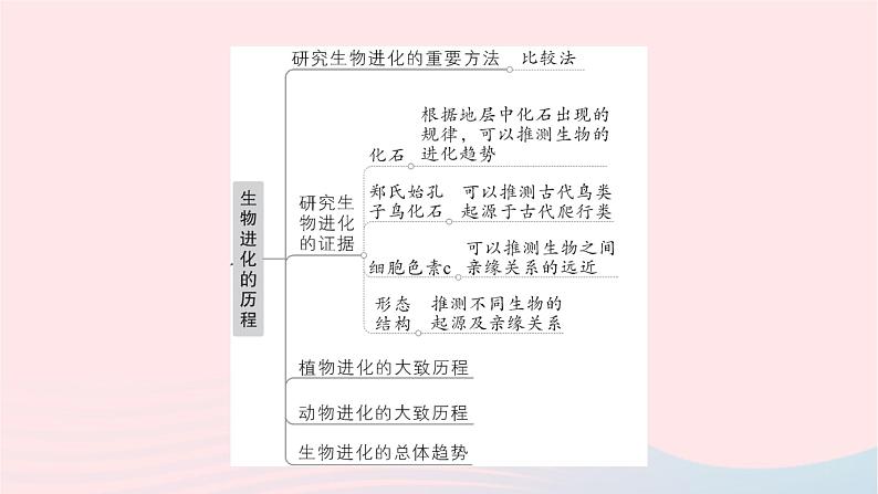 2023八年级生物下册第七单元生物圈中生命的延续和发展第三章生命起源和生物进化总结训练作业课件新版新人教版第4页