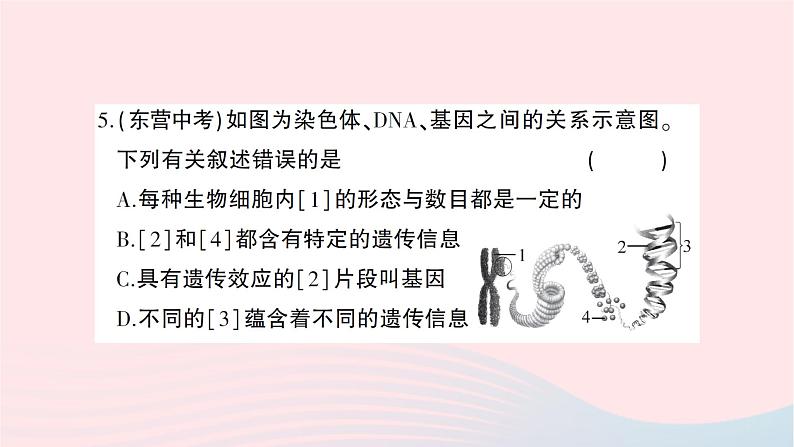 2023八年级生物下册第七单元第二章生物的遗传与变异综合训练作业课件新版新人教版06