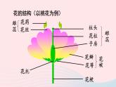 2023八年级生物下册第七单元生物圈中生命的延续和发展第一章生物的生殖和发育第一节植物的生殖上课课件新版新人教版