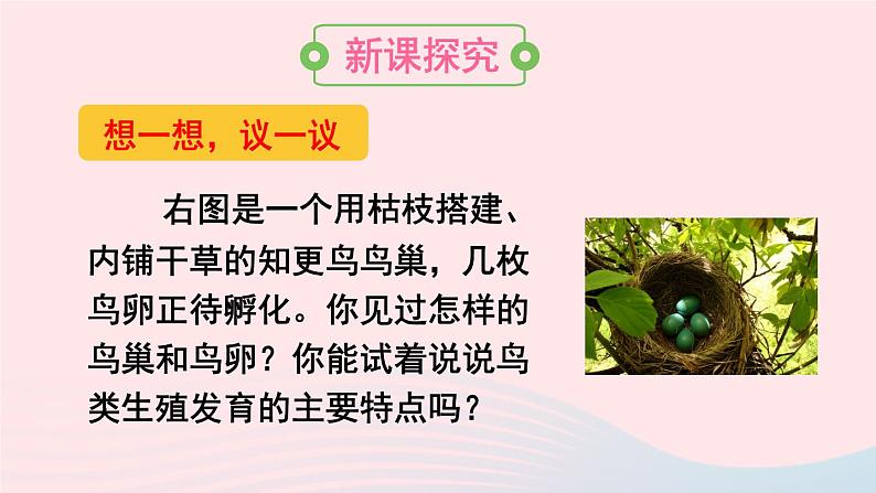 2023八年级生物下册第七单元生物圈中生命的延续和发展第一章生物的生殖和发育第四节鸟的生殖和发育上课课件新版新人教版第3页