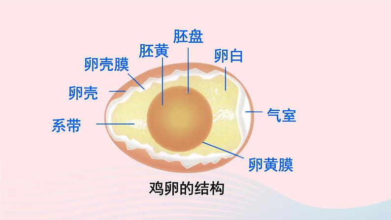 2023八年级生物下册第七单元生物圈中生命的延续和发展第一章生物的生殖和发育第四节鸟的生殖和发育上课课件新版新人教版第8页