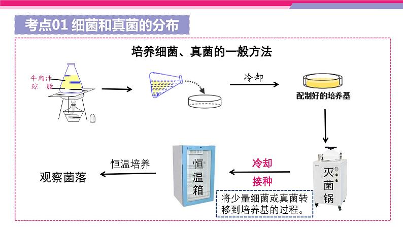 专题17 细菌、真菌和病毒（课件精讲）-2023年中考生物一轮复习讲练测07