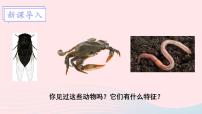 初中生物北师大版八年级下册第七单元 生命的演化第22章  物种的多样性第4节  动物的主要类群教学课件ppt