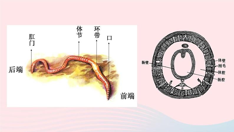 第2课时 环节动物和节肢动物第6页