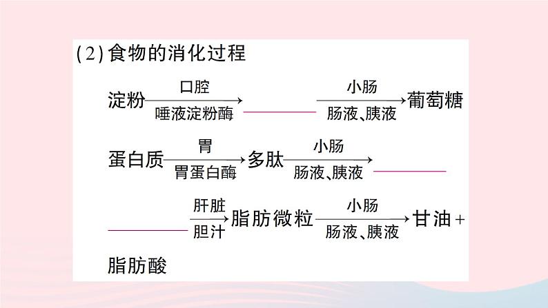 2023七年级生物下册期末复习专题一人体的营养作业课件新版北师大版第4页