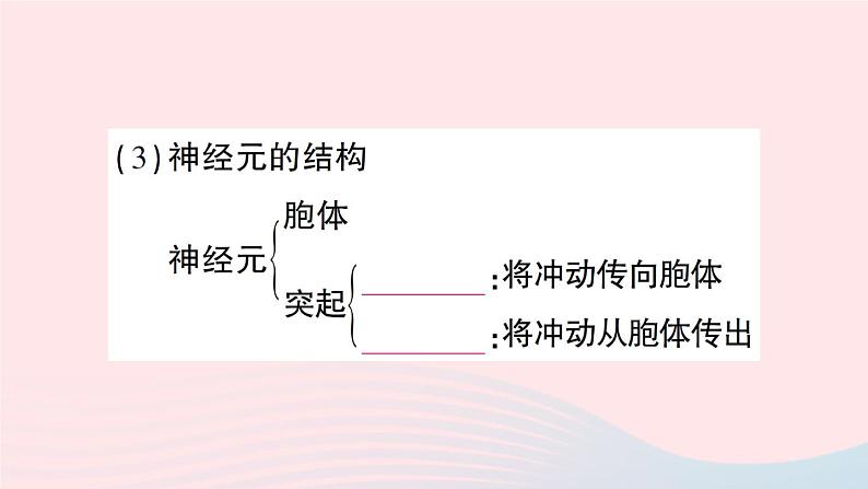 2023七年级生物下册期末复习专题五人体的自我调节作业课件新版北师大版04