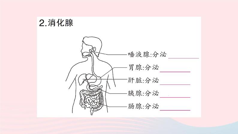 2023七年级生物下册第四单元生物圈中的人第八章人体的营养第2节食物的消化和营养物质的吸收第一课时消化系统的组成食物在口腔内的消化作业课件新版北师大版第3页