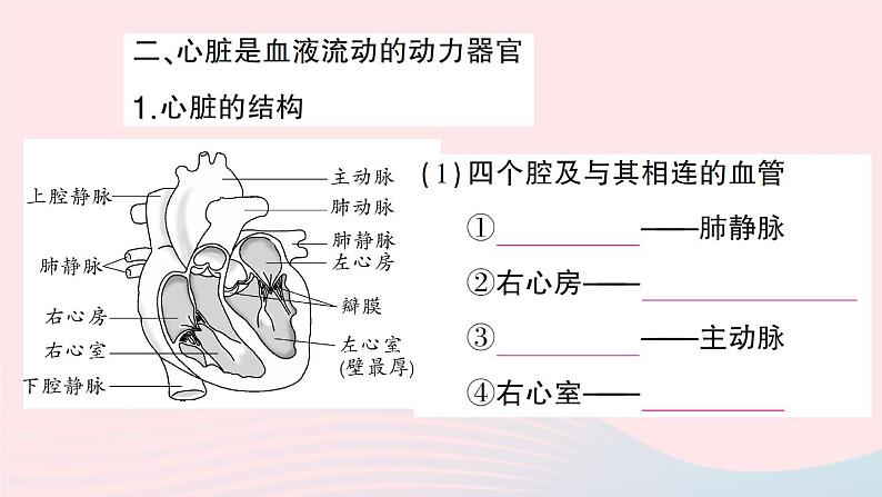 2023七年级生物下册第四单元生物圈中的人第九章人体内的物质运输第2节血液循环第一课时血管和心脏作业课件新版北师大版04