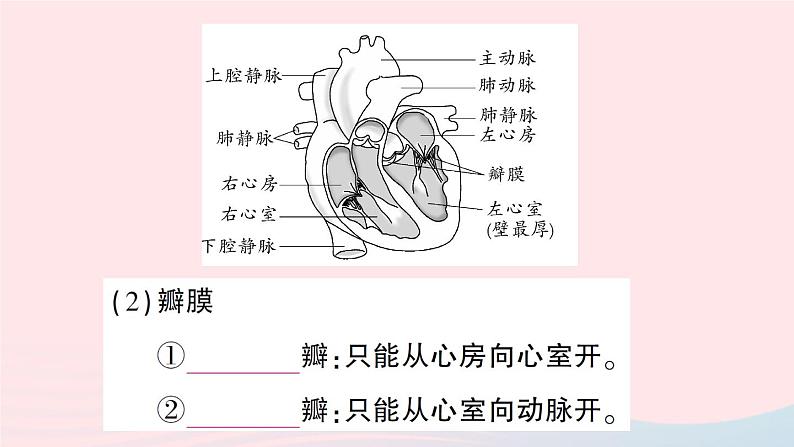 2023七年级生物下册第四单元生物圈中的人第九章人体内的物质运输第2节血液循环第一课时血管和心脏作业课件新版北师大版05