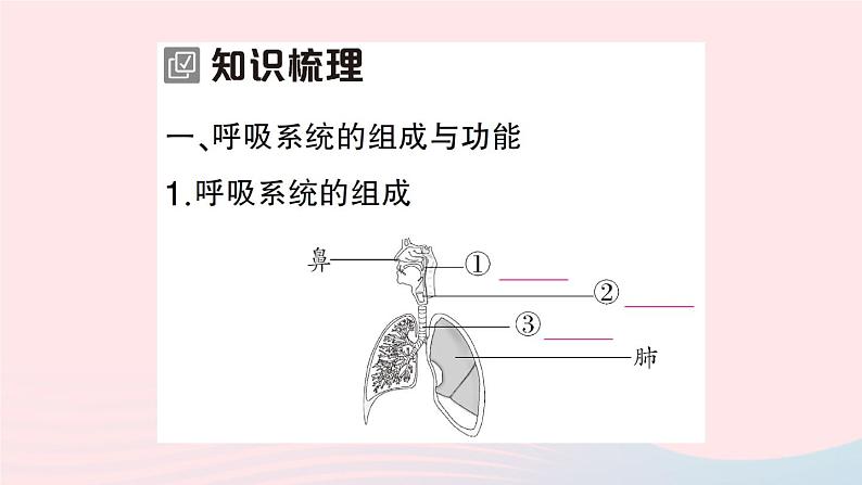 2023七年级生物下册第四单元生物圈中的人第十章人体的能量供应第2节人体细胞获得氧气的过程第一课时呼吸系统的组成与功能呼吸运动作业课件新版北师大版02