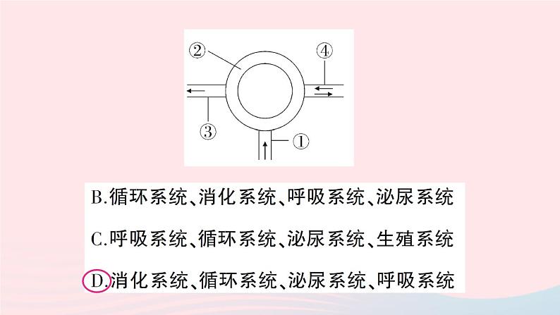 2023七年级生物下册第四单元生物圈中的人第11章人体代谢废物的排出微专题一人体部分生理活动综合作业课件新版北师大版03