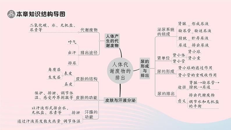 2023七年级生物下册第四单元生物圈中的人第11章人体代谢废物的排出总结训练作业课件新版北师大版02