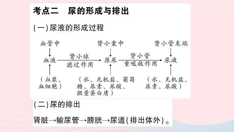 2023七年级生物下册第四单元生物圈中的人第11章人体代谢废物的排出总结训练作业课件新版北师大版07