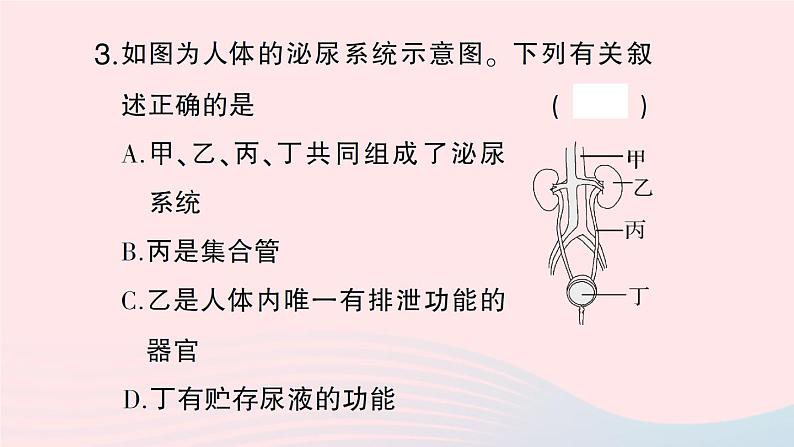 2023七年级生物下册第四单元生物圈中的人第11章人体代谢废物的排出总结训练作业课件新版北师大版08