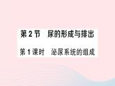 2023七年级生物下册第四单元生物圈中的人第11章人体代谢废物的排出第2节尿的形成与排出第一课时泌尿系统的组成作业课件新版北师大版