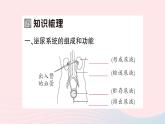 2023七年级生物下册第四单元生物圈中的人第11章人体代谢废物的排出第2节尿的形成与排出第一课时泌尿系统的组成作业课件新版北师大版