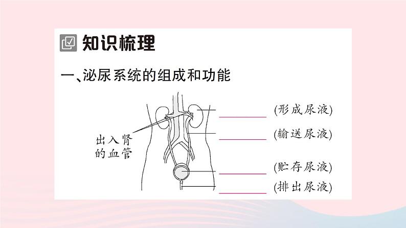 2023七年级生物下册第四单元生物圈中的人第11章人体代谢废物的排出第2节尿的形成与排出第一课时泌尿系统的组成作业课件新版北师大版第2页