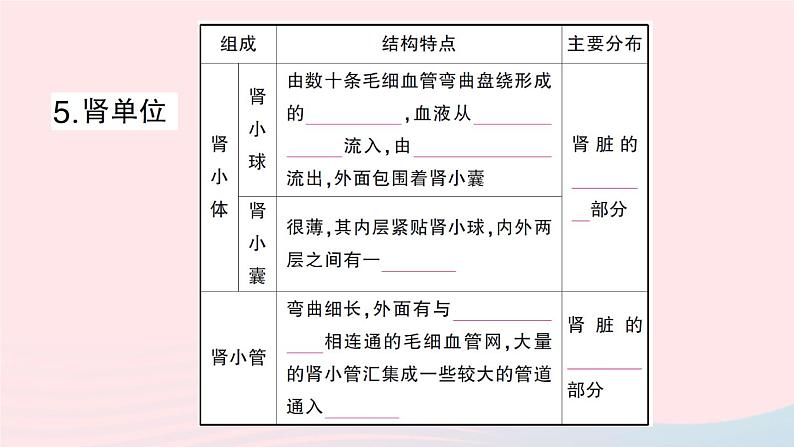 2023七年级生物下册第四单元生物圈中的人第11章人体代谢废物的排出第2节尿的形成与排出第一课时泌尿系统的组成作业课件新版北师大版第4页