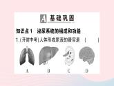 2023七年级生物下册第四单元生物圈中的人第11章人体代谢废物的排出第2节尿的形成与排出第一课时泌尿系统的组成作业课件新版北师大版