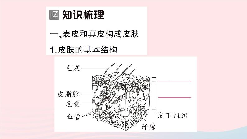 2023七年级生物下册第四单元生物圈中的人第11章人体代谢废物的排出第3节皮肤与汗液分泌作业课件新版北师大版02